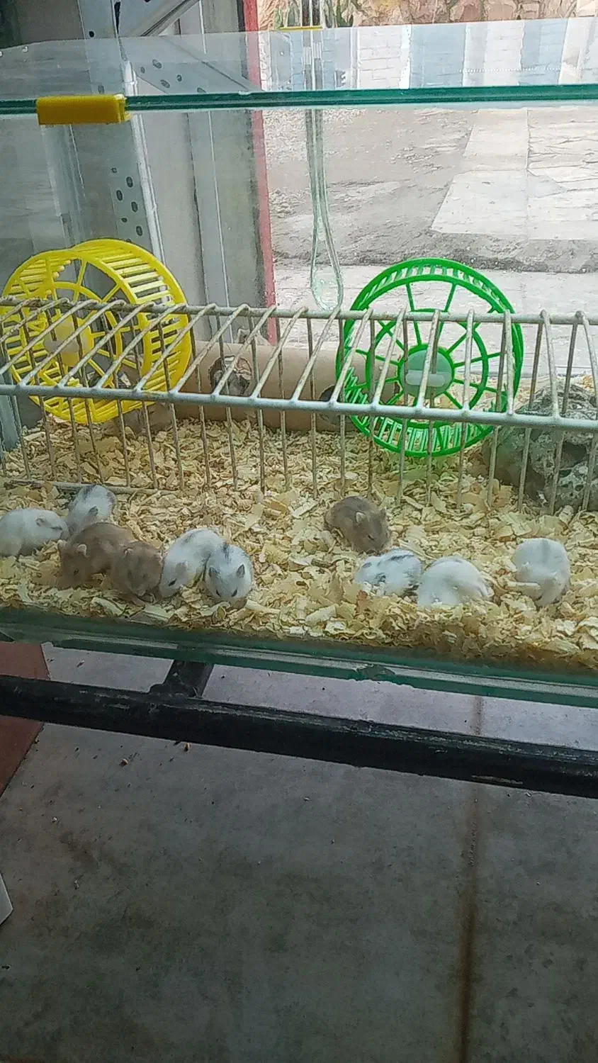 همستر|موش و خرگوش|مسجد سلیمان, |دیوار