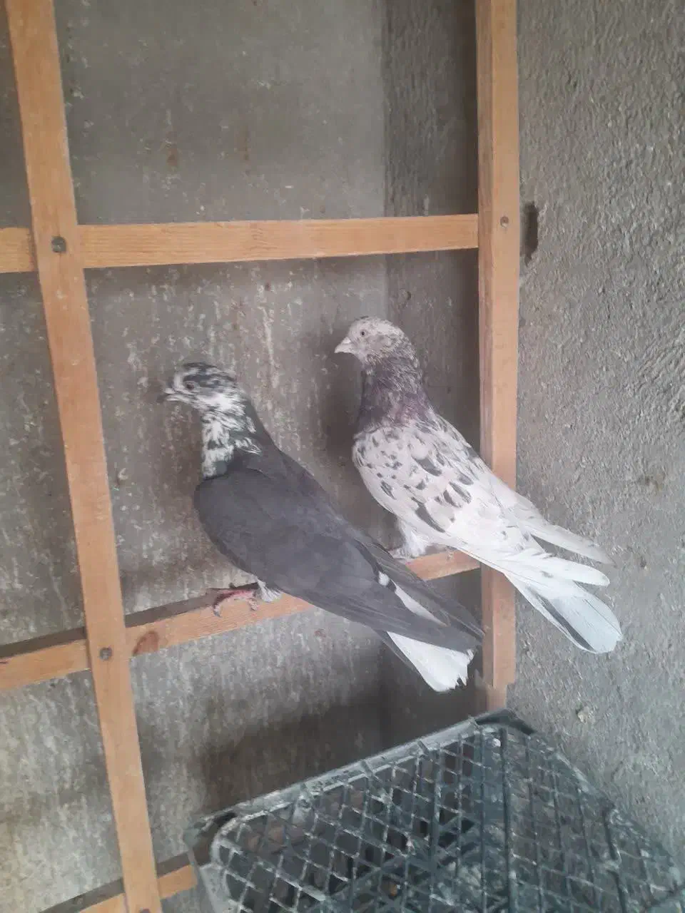 نرو ماده های ضمانتی فقط۱بار خرید کن|پرنده|کاشان, آیت الله سعیدی|دیوار