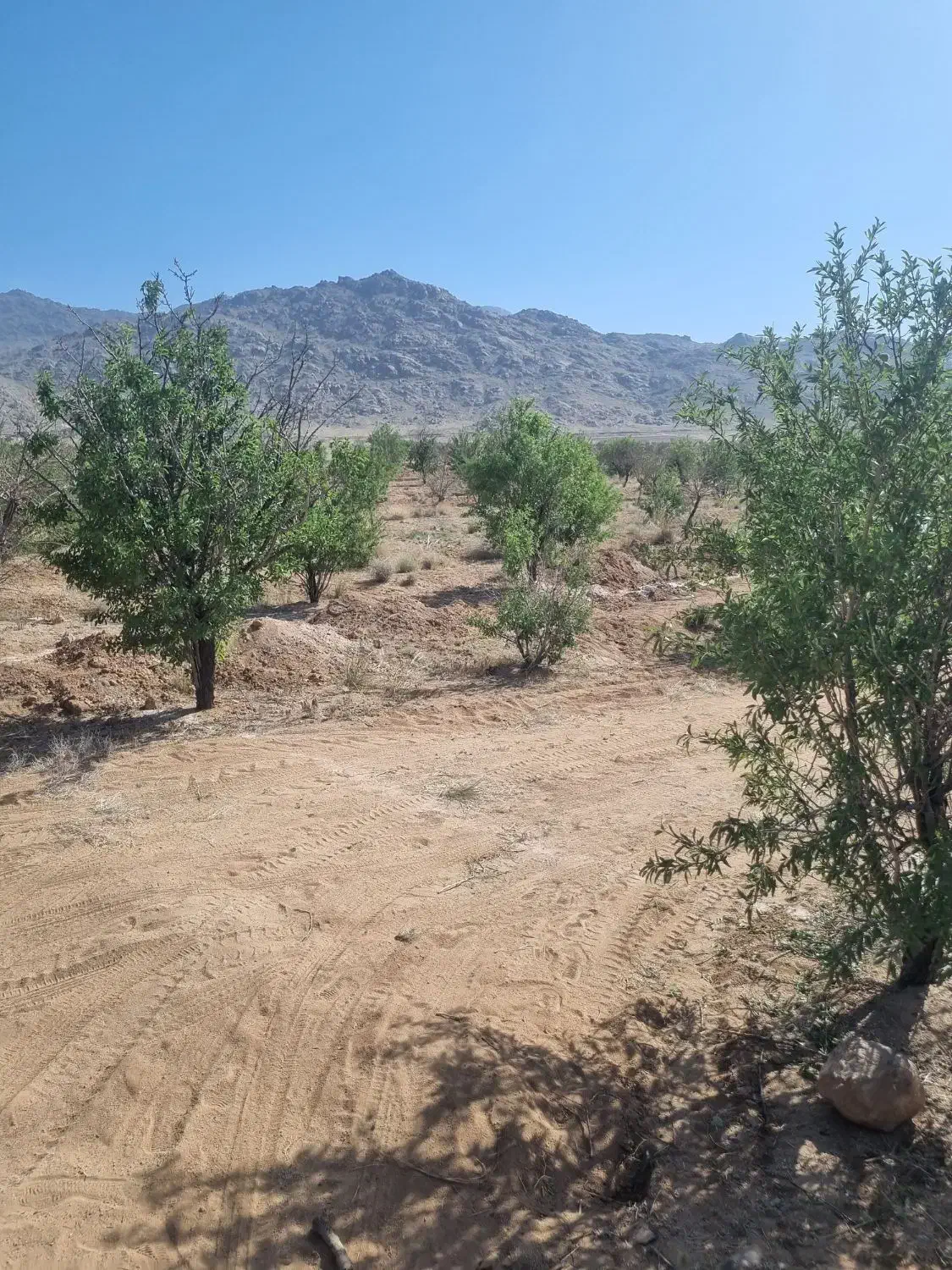 فروش زمین نیر|فروش زمین و ملک کلنگی|نیر (یزد), |دیوار