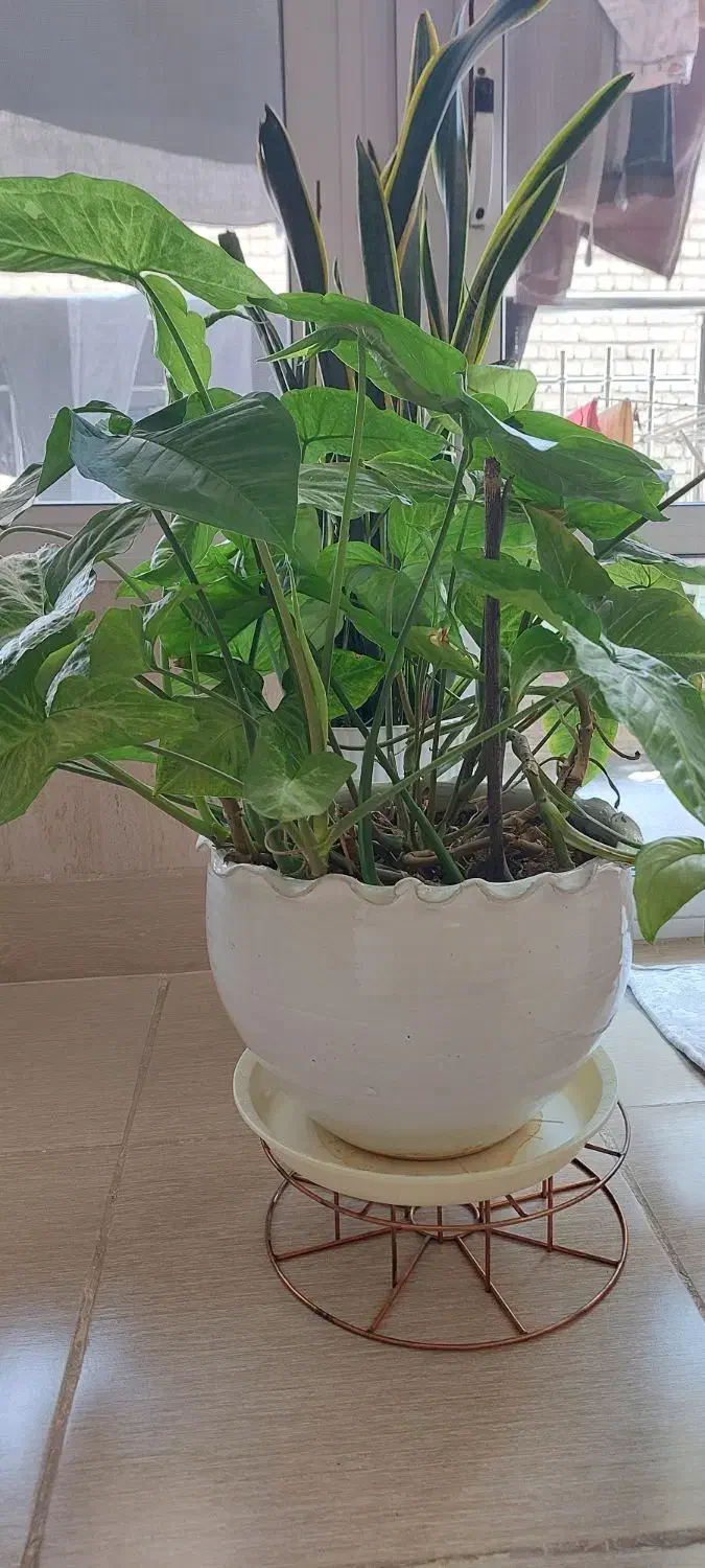 گل طبیعی سینگنیوم|گل و گیاه طبیعی|خمینیشهر, |دیوار