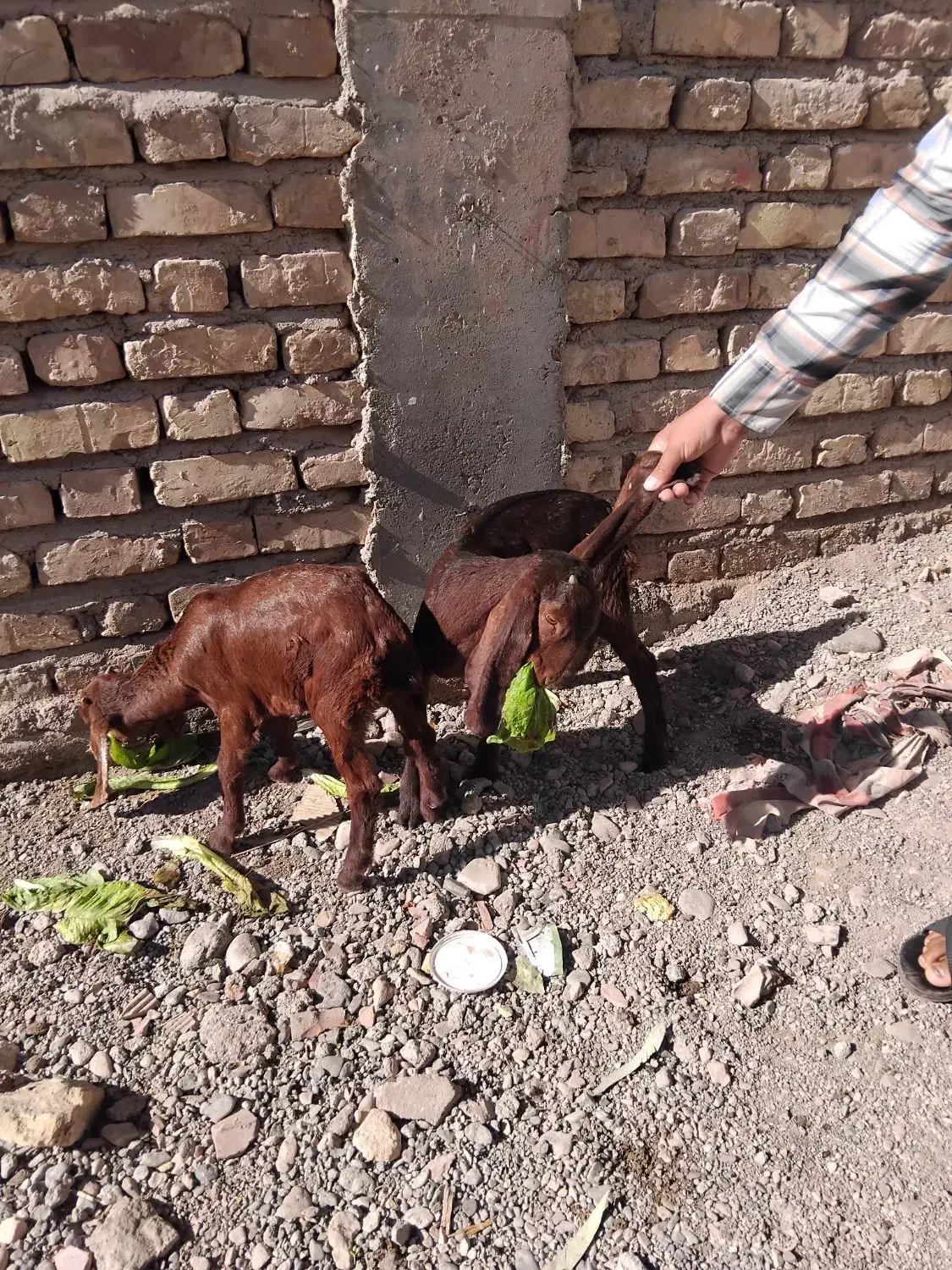 گیسه کاموری و بز پاکستانی دوقلو زا|حیوانات مزرعه|کرمان, |دیوار