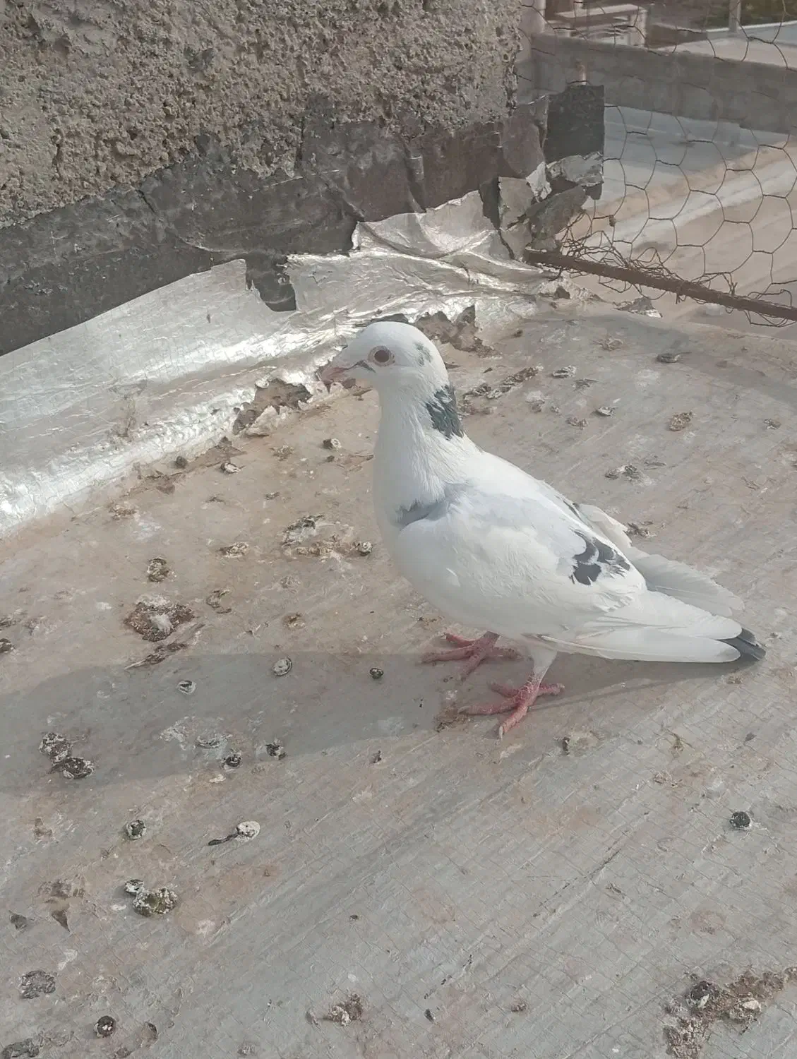 کبوتر  فروشی غریب گیری قیمت مقطوع|پرنده|هشتگرد, شهرک راه آهن|دیوار