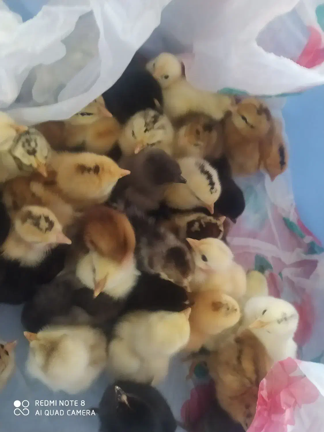 جوجه مرغ محلی|حیوانات مزرعه|باشت, |دیوار