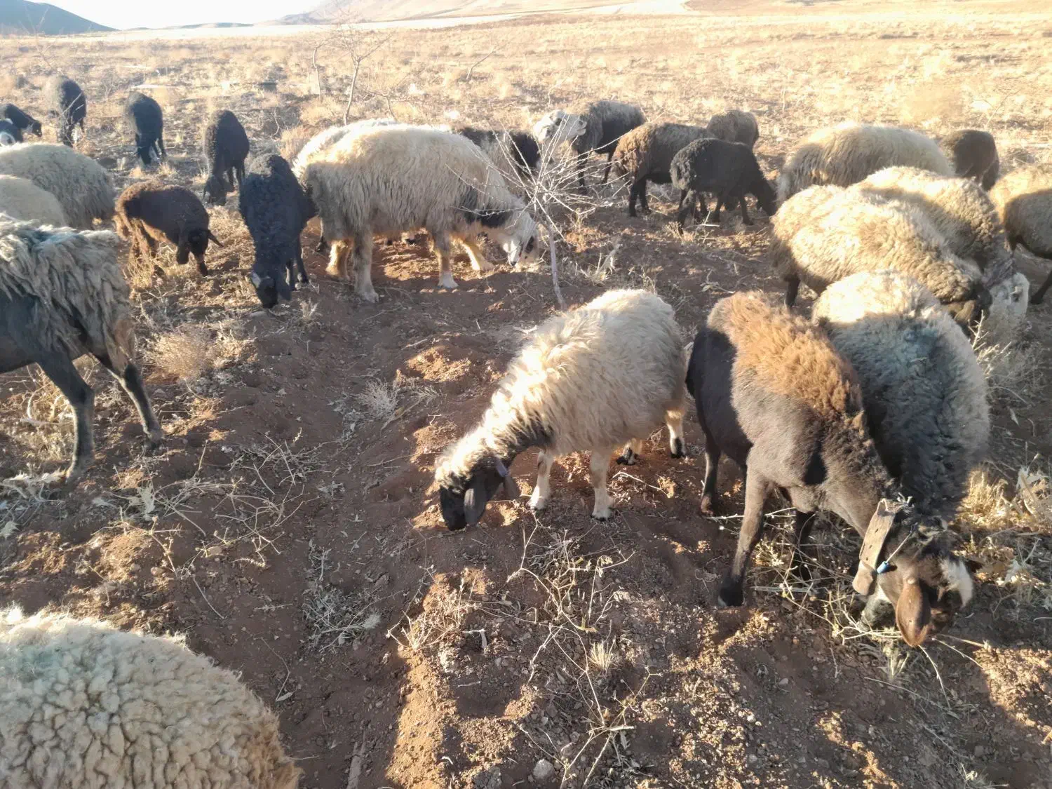 میش|حیوانات مزرعه|زنده رود, |دیوار