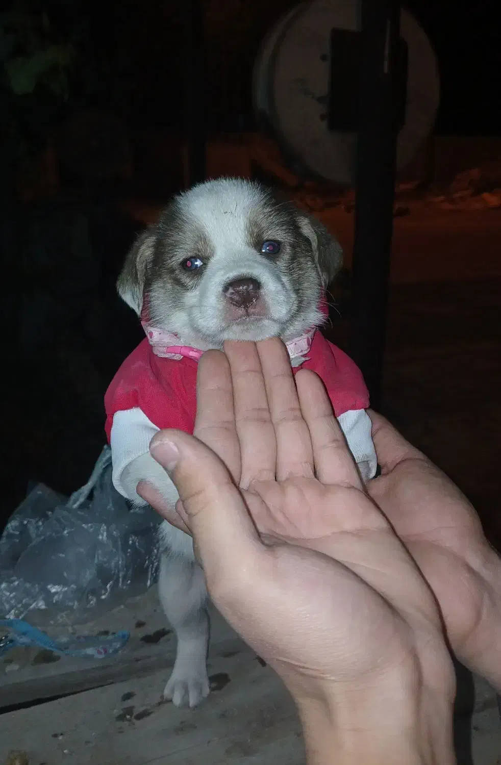 سگ فروشی|سگ|ری, ظهیرآباد|دیوار