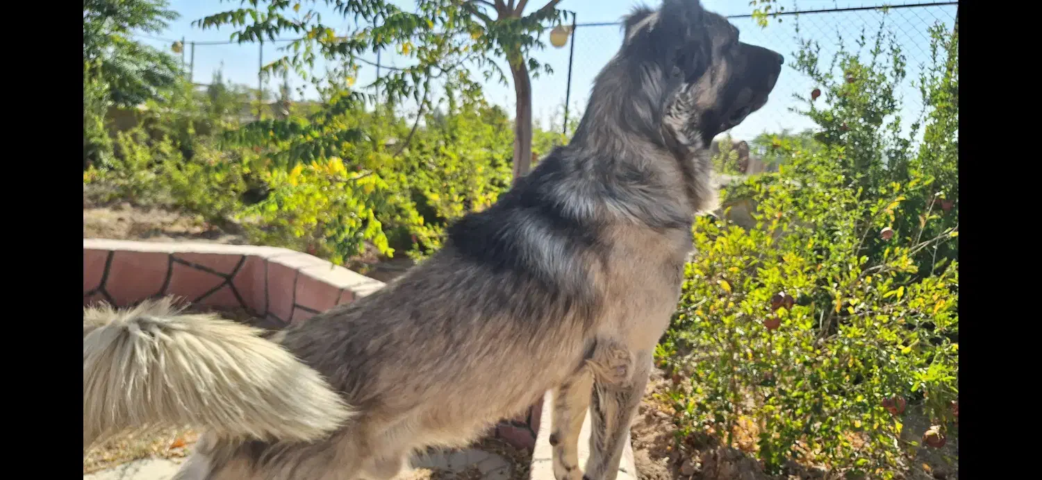 فروش دو قلاده سگ نژاد سرابی|سگ|دلیجان, |دیوار