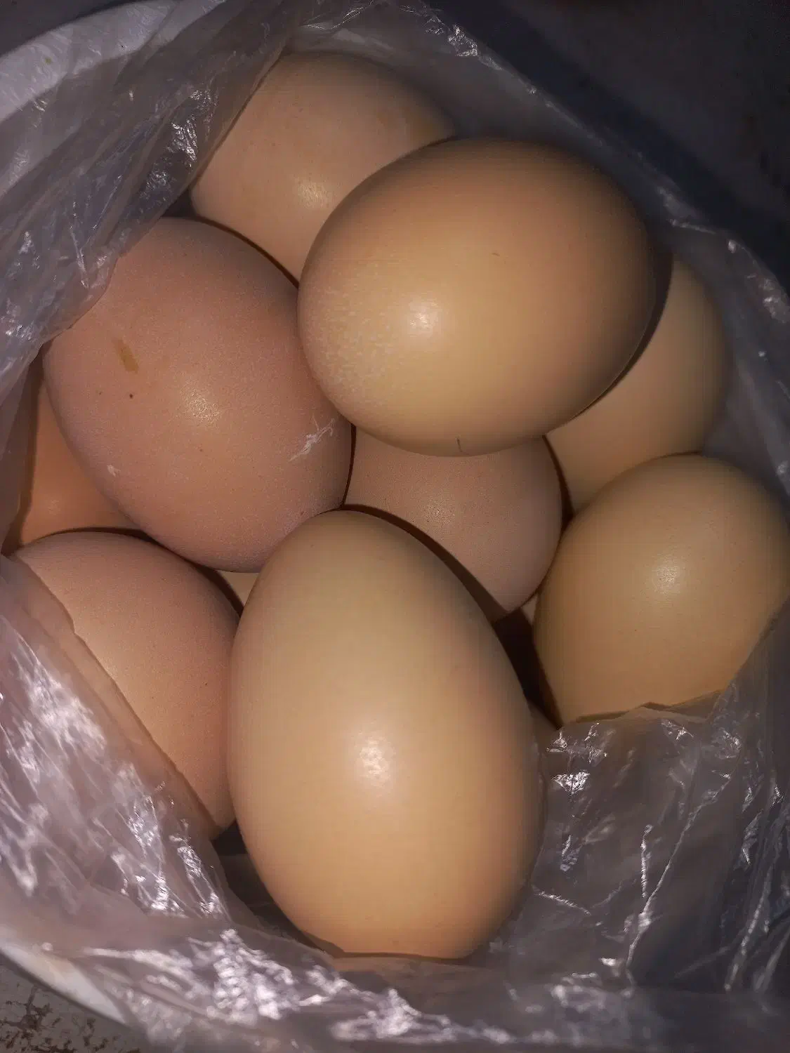 تخم مرغ طعبیی|خوردنی و آشامیدنی|مشگین شهر, |دیوار