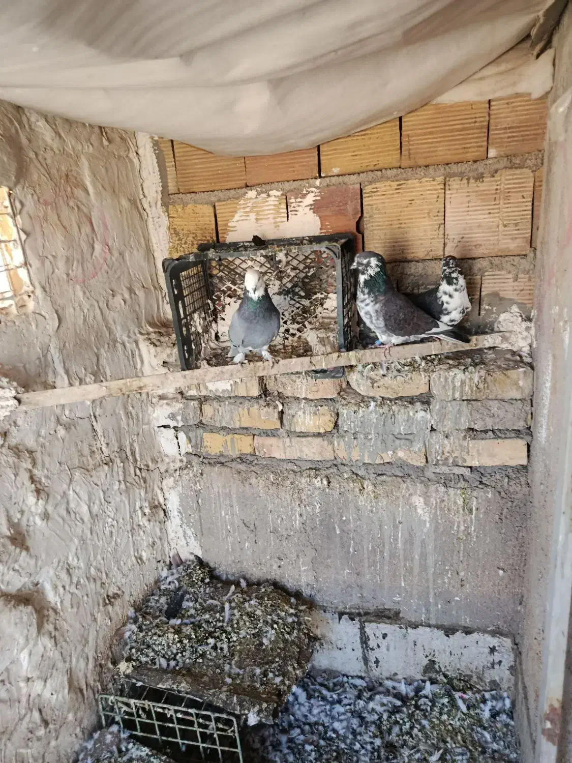 کبوتر|پرنده|زنجان, |دیوار
