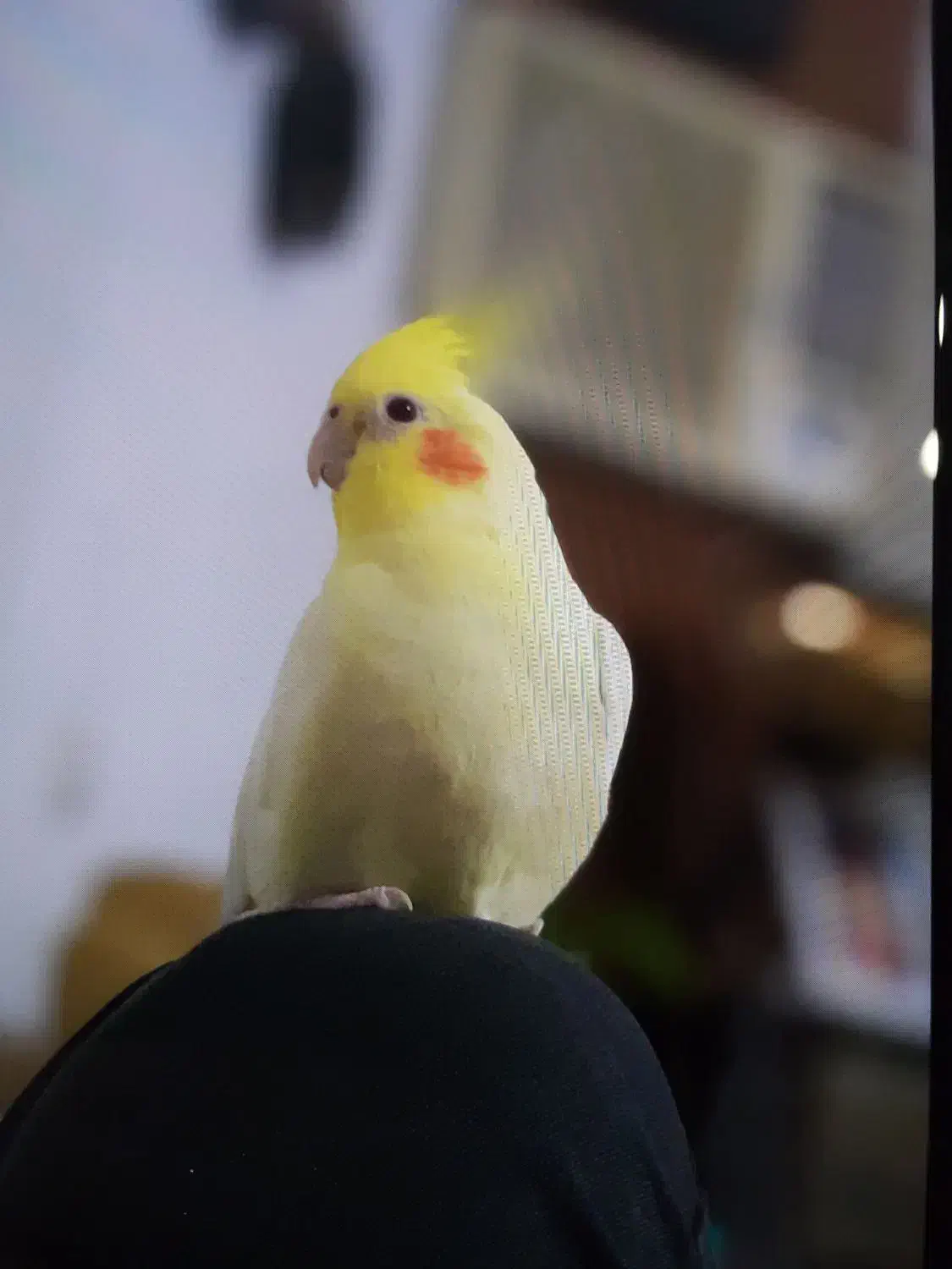 عروس هلندی|پرنده|نوشهر, |دیوار