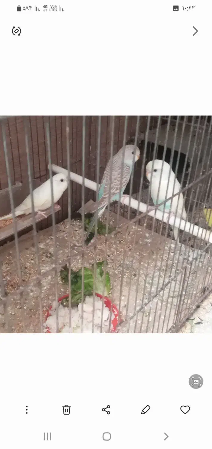 مرغ عشق|پرنده|علی‌آباد کتول, |دیوار