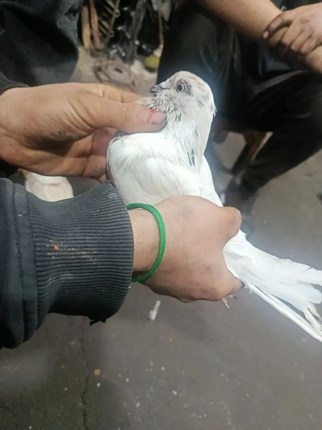 کبوتر پرشی|پرنده|قم, ولیعصر|دیوار