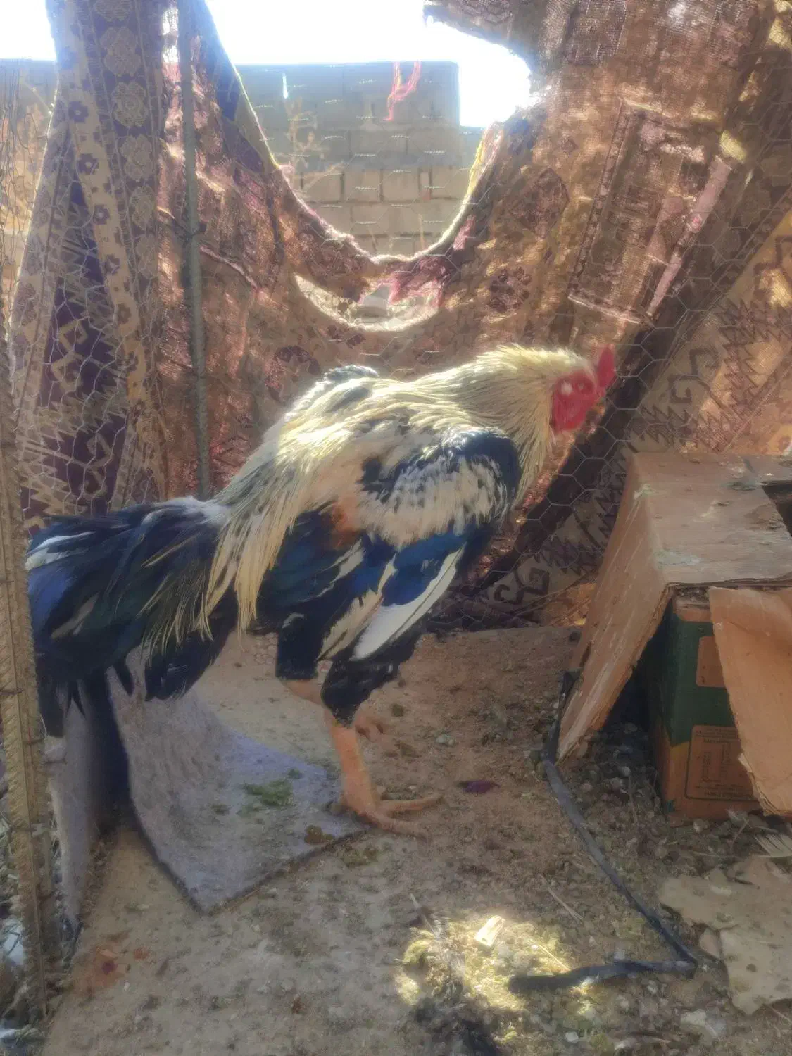 لاری اصیل|حیوانات مزرعه|نقده, |دیوار