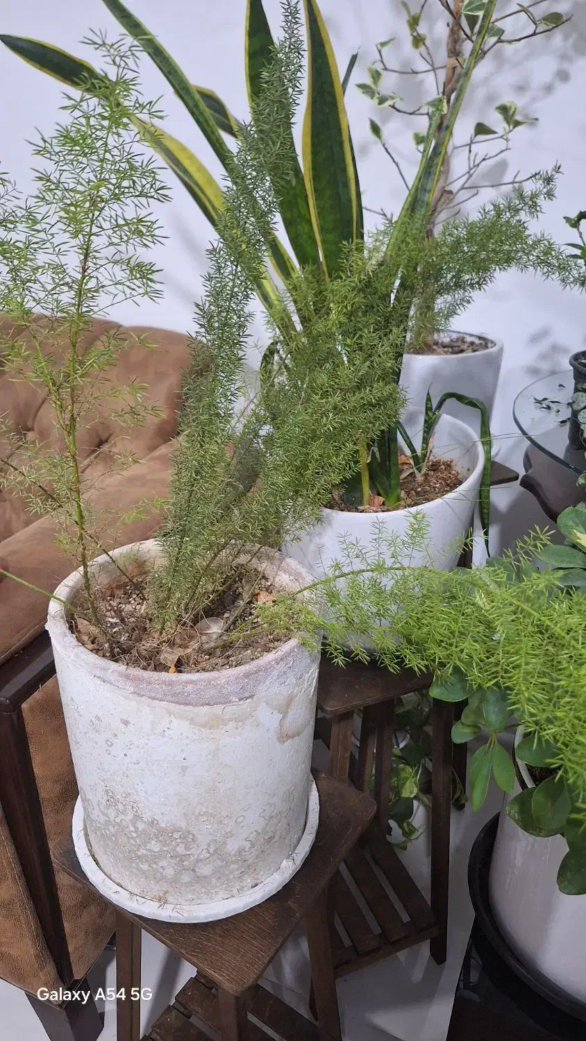 گلهای زیبا|گل و گیاه طبیعی|سلماس, |دیوار