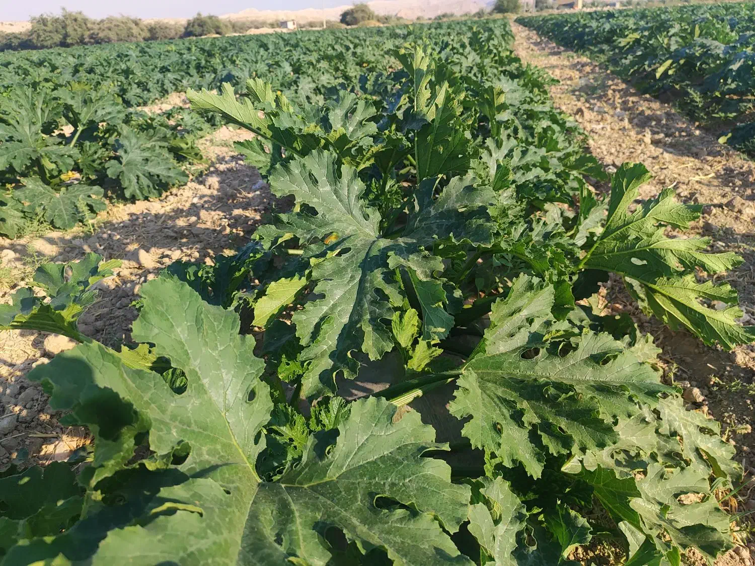 کدو کبابی بذر تلما|عمدهفروشی|فیروزآباد (فارس), |دیوار