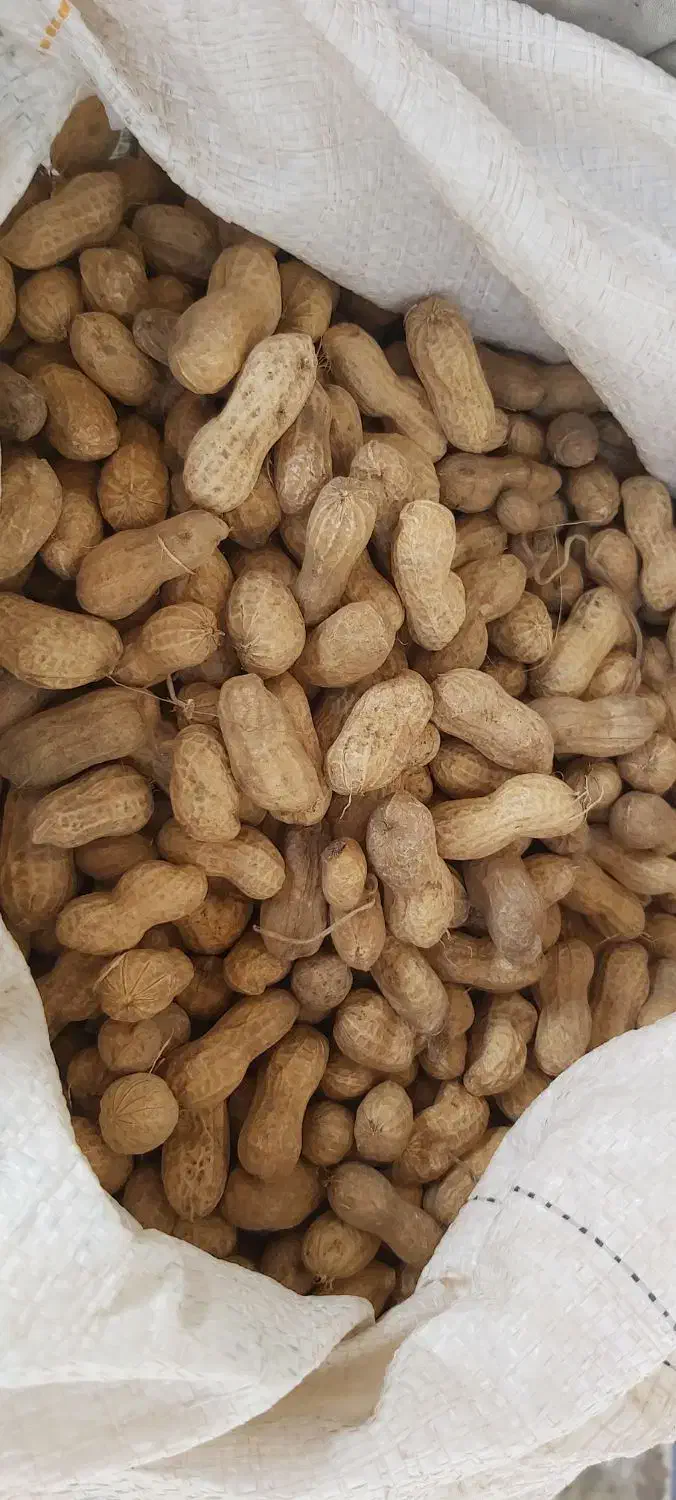 ،سبزی محلی،لوبیا چیتی،پاچ باقلا،سیر|خوردنی و آشامیدنی|رشت, کوی غلام نیا|دیوار