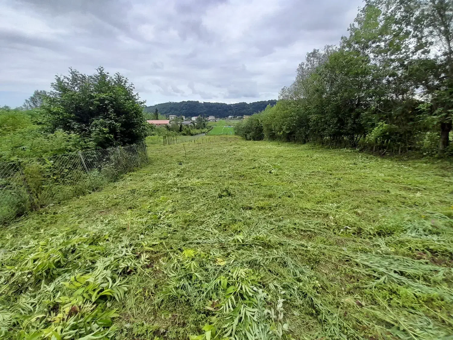 علفتراشی هرس سمپاشی علف زنی علف تراش|خدمات باغبانی و درختکاری|تنکابن, |دیوار