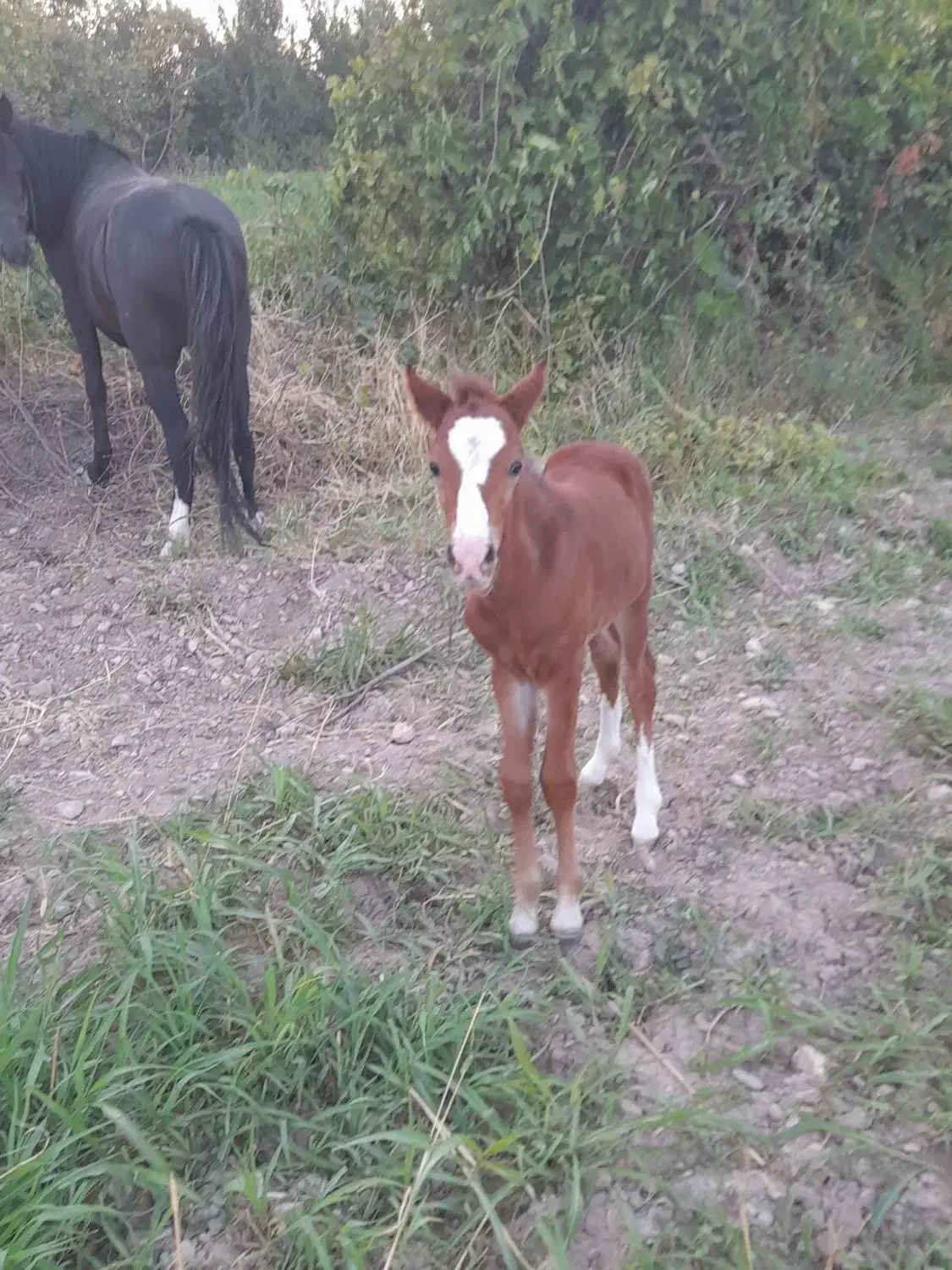 مادیون باکره فروشی|اسب و تجهیزات اسب‌سواری|چاپشلو, |دیوار