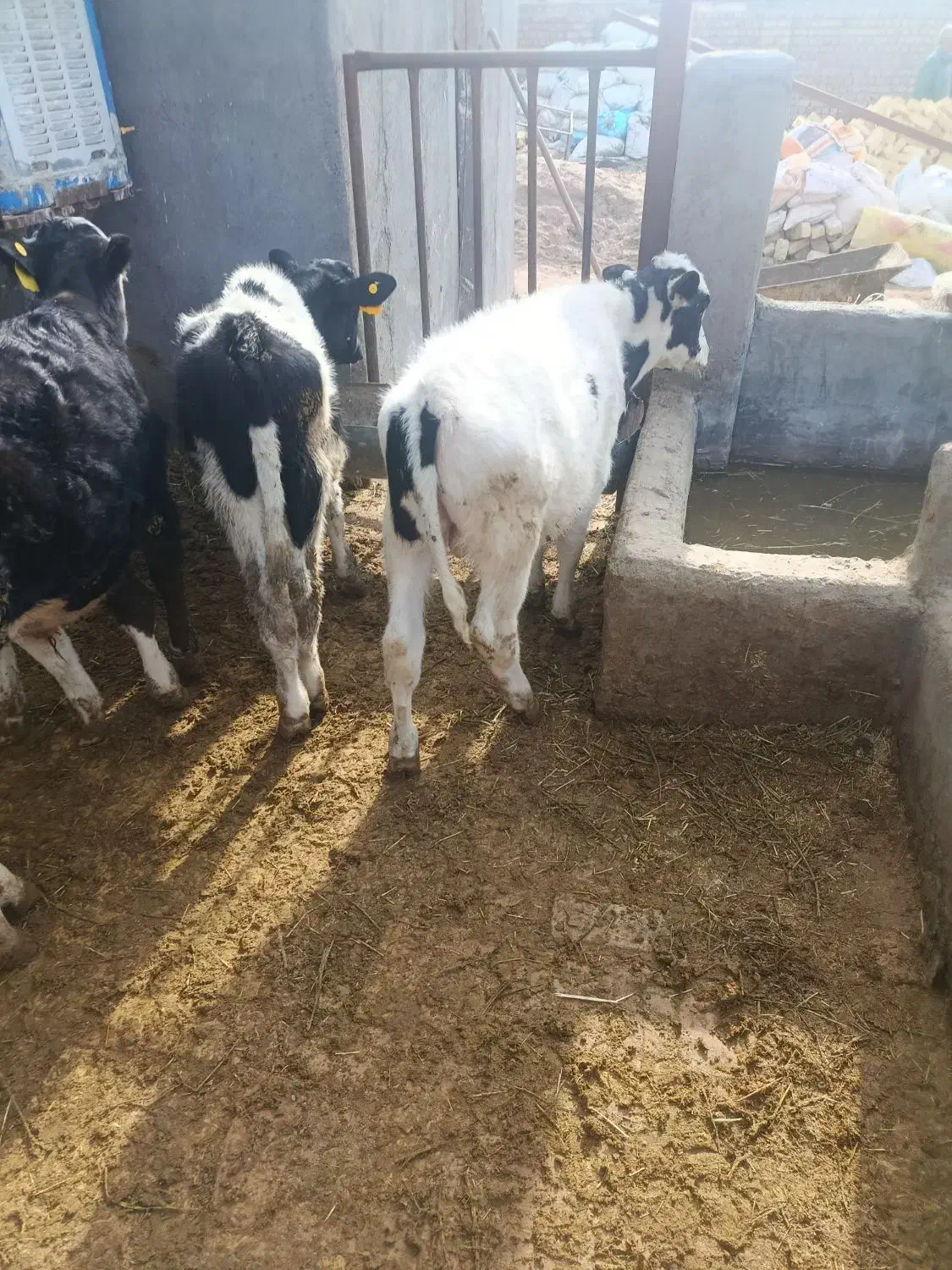 گوساله نر نود کیلویی|حیوانات مزرعه|جعفرآباد, |دیوار