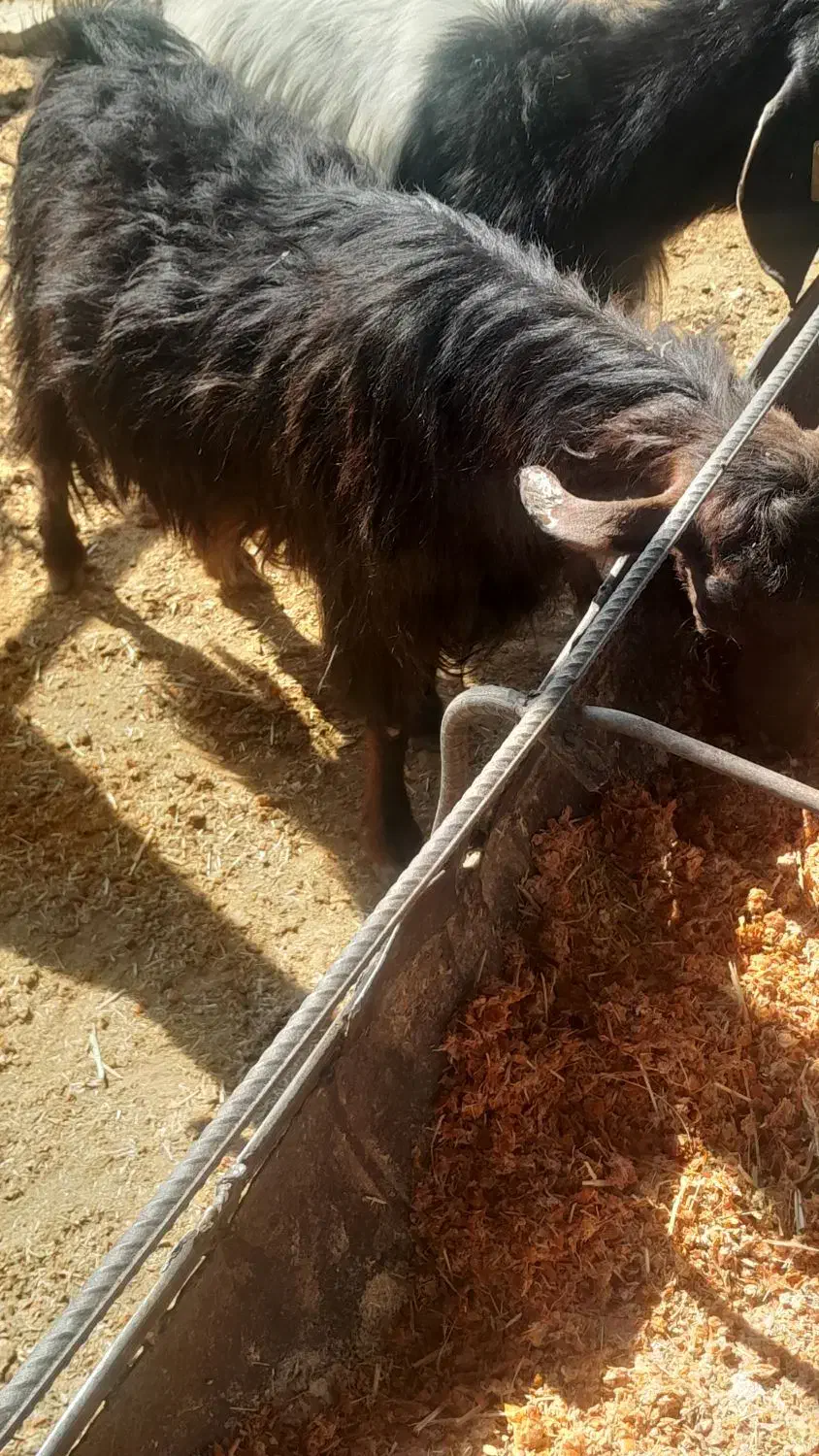 بزجوان شکم دوم دوقلوزا و۴راس میش وشیشک رومایه|حیوانات مزرعه|مرودشت, ده بید|دیوار