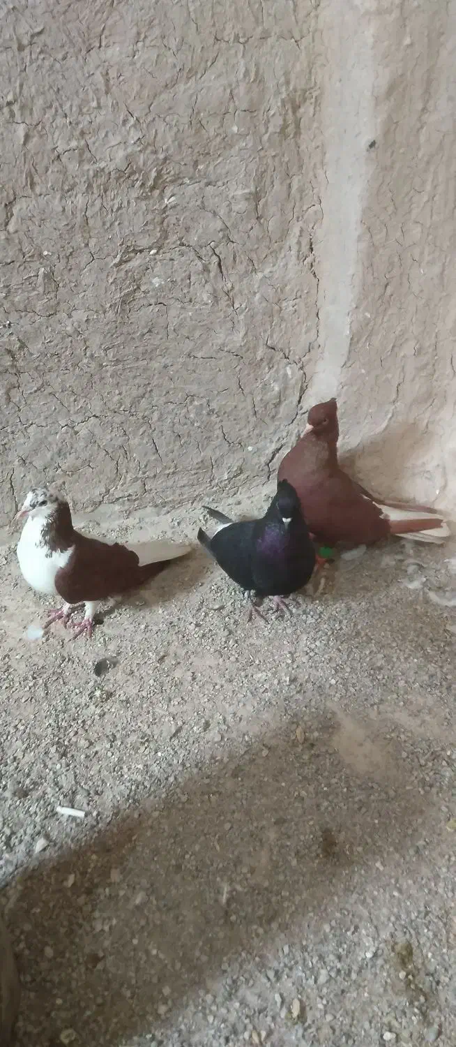 رنگی....|حیوانات|خرمشهر, |دیوار