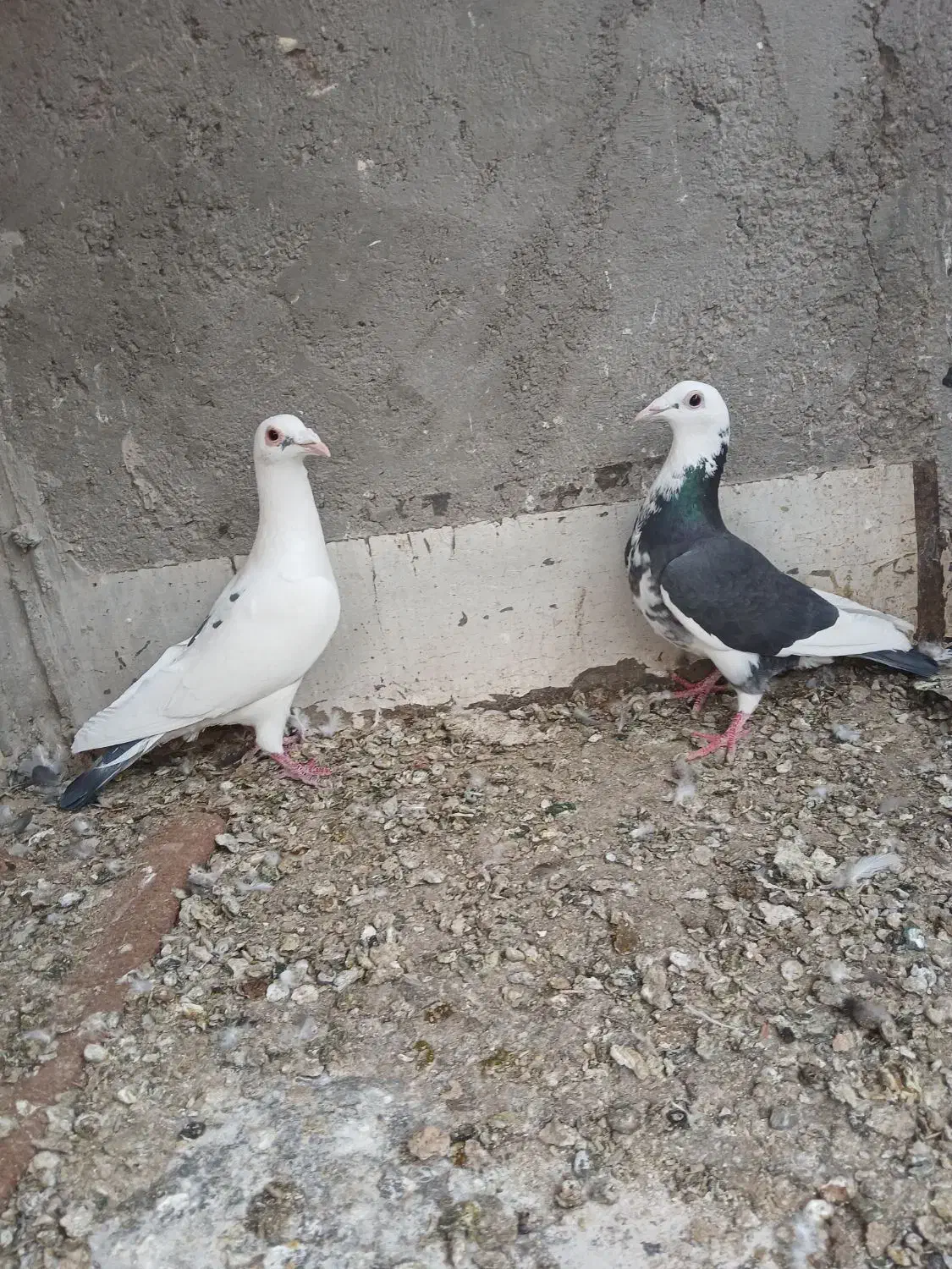 کبوتر|پرنده|یزد, |دیوار