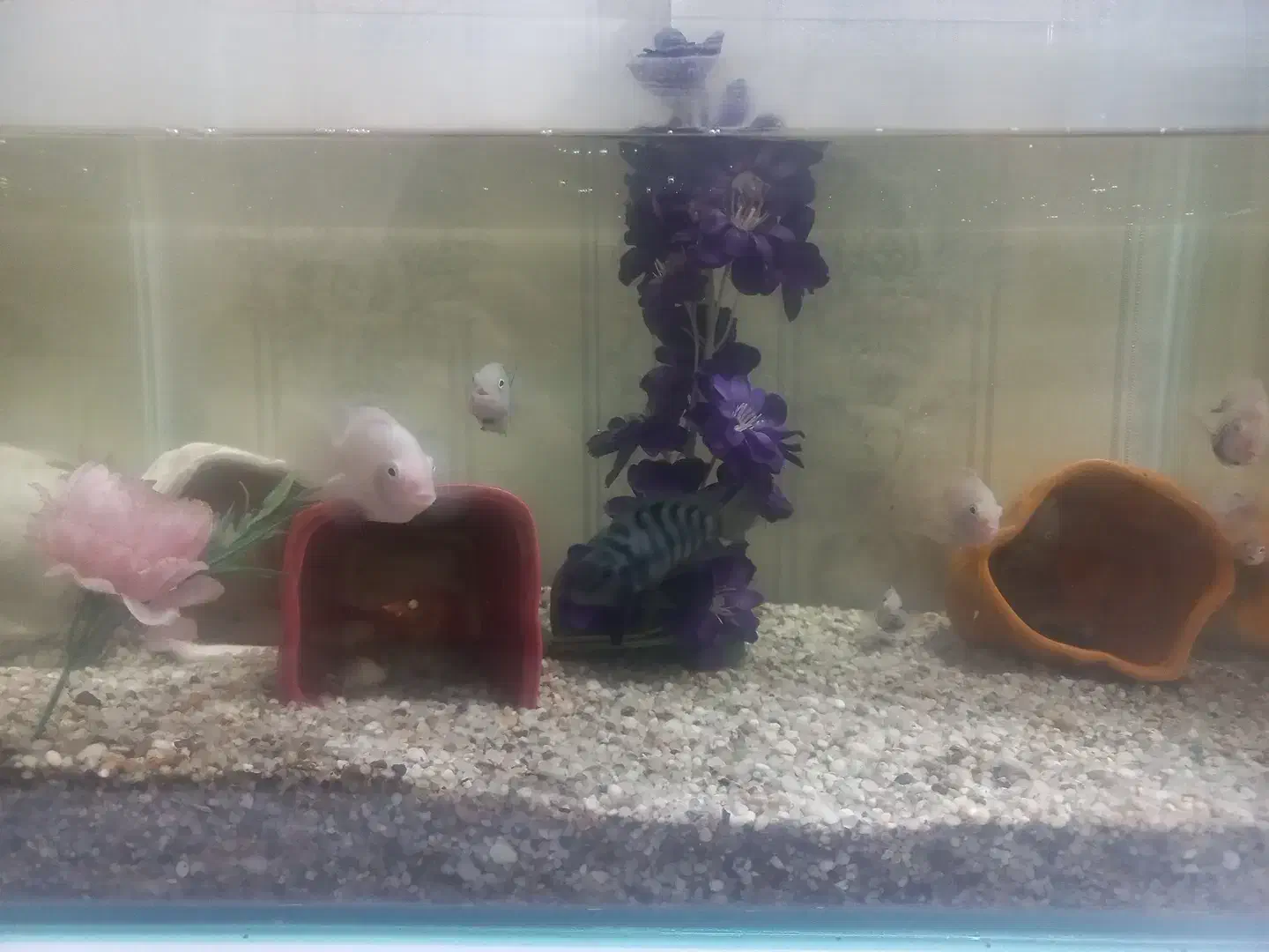 اکواریوم شیشه خم|ماهی|ورامین, شهرک مدرس|دیوار