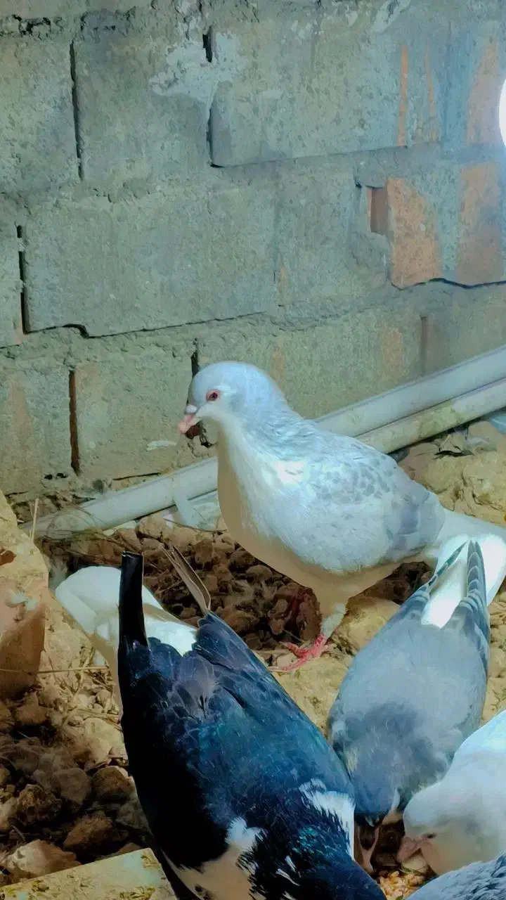 ساده ماده امری|پرنده|گنبد کاووس, |دیوار