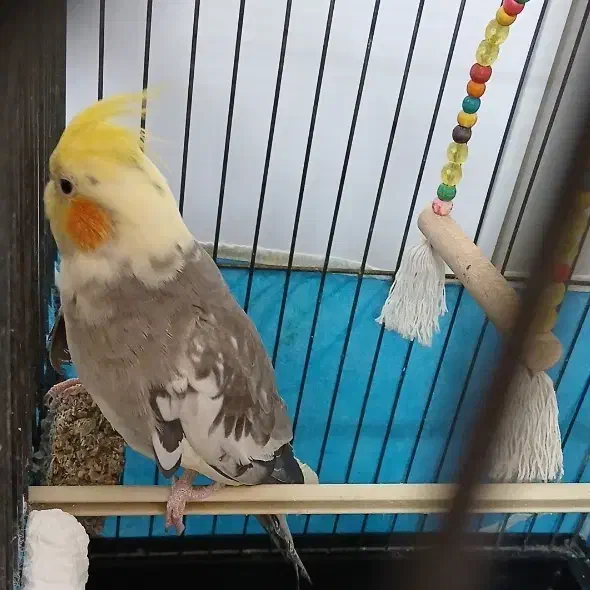 عروس هلندی|پرنده|پاکدشت, شهرک امام رضا|دیوار