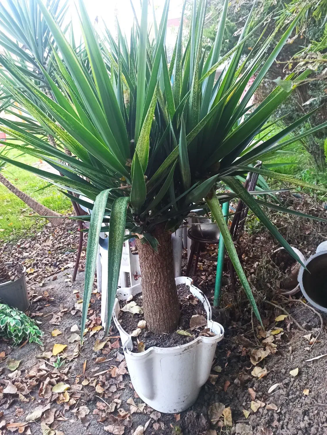 یوکا|گل و گیاه طبیعی|نوشهر, |دیوار