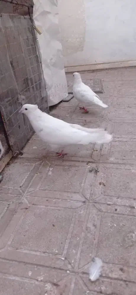 کبوتر|پرنده|بیرجند, |دیوار