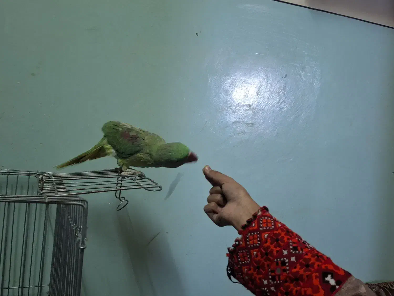 شاه طوطی|پرنده|سراوان, |دیوار