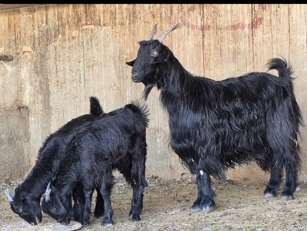 فروش دو راس بز  دوکهره ای|حیوانات مزرعه|طسوج, |دیوار