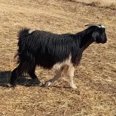 بز  توشتیر   بزغاله  گوسفند  بره میش|حیوانات مزرعه|کرمانشاه, |دیوار