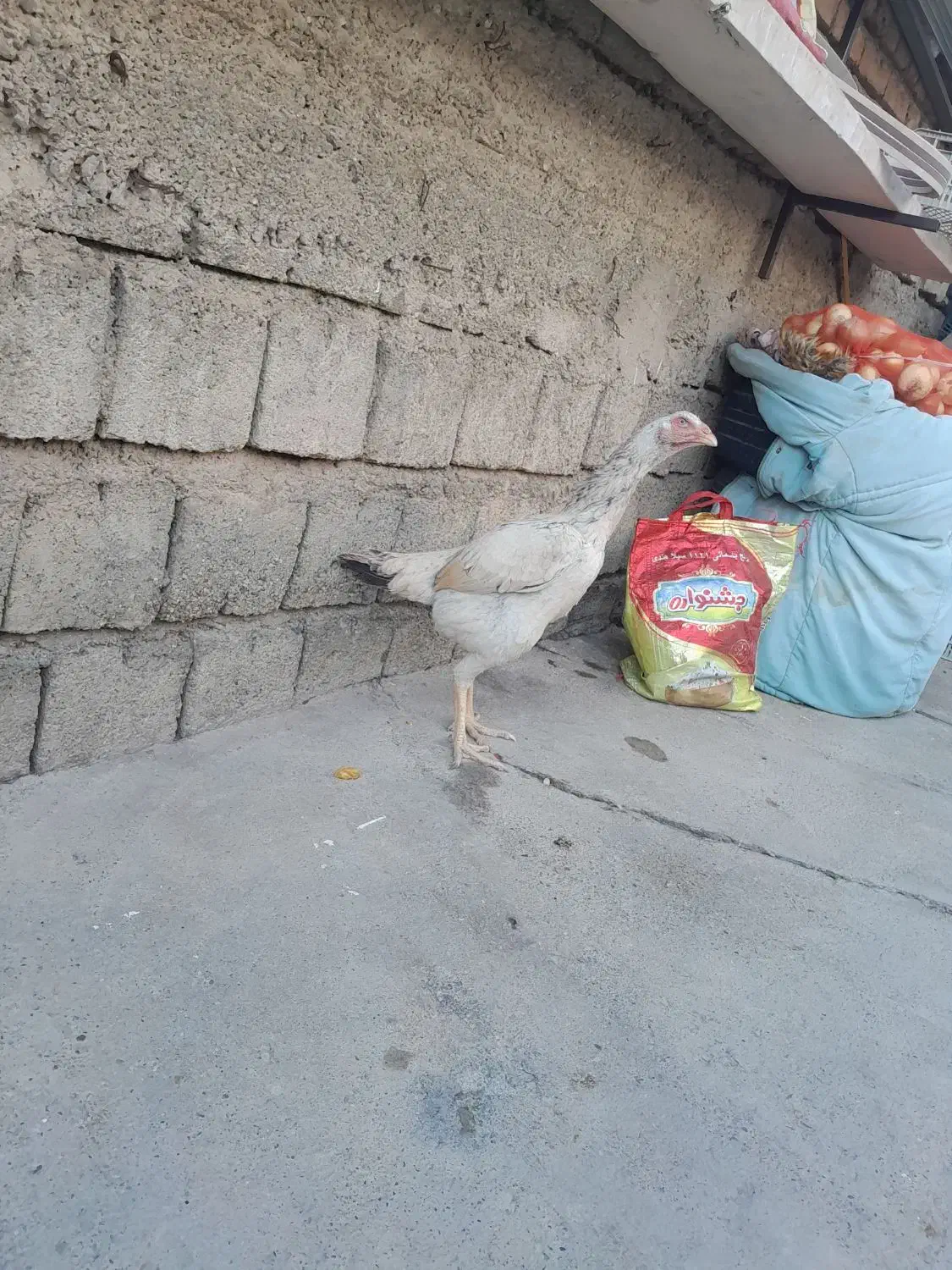 2 عدد مرغ لاری خارجی|حیوانات مزرعه|سقز, |دیوار