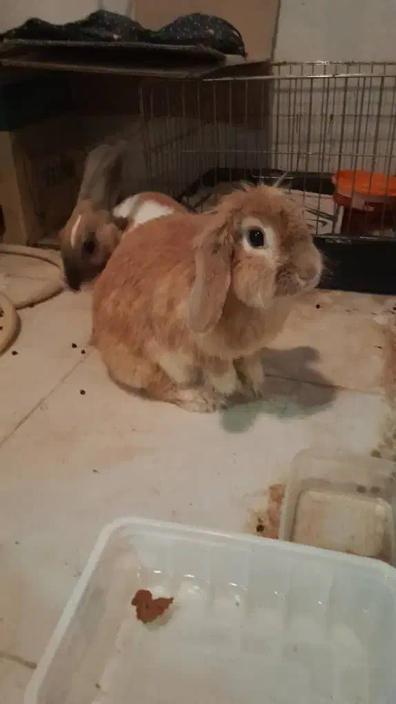 واگذاری خرگوش|موش و خرگوش|پردیس, فاز ۱۱|دیوار