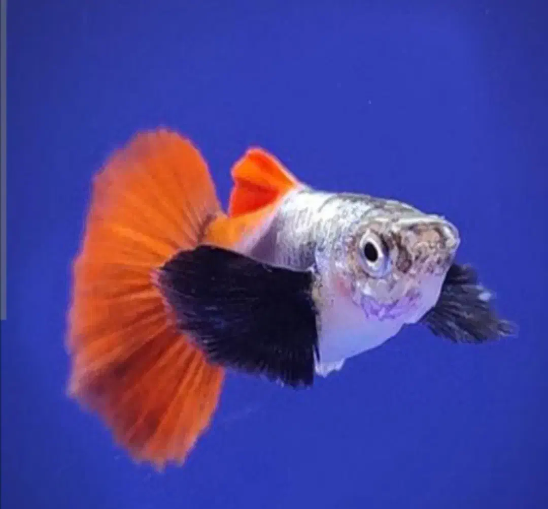 گوپی مولی پلاتی آنجل زبرا کالرنعون لجن خارآکواریوم|ماهی|تهران, امام زاده حسن|دیوار