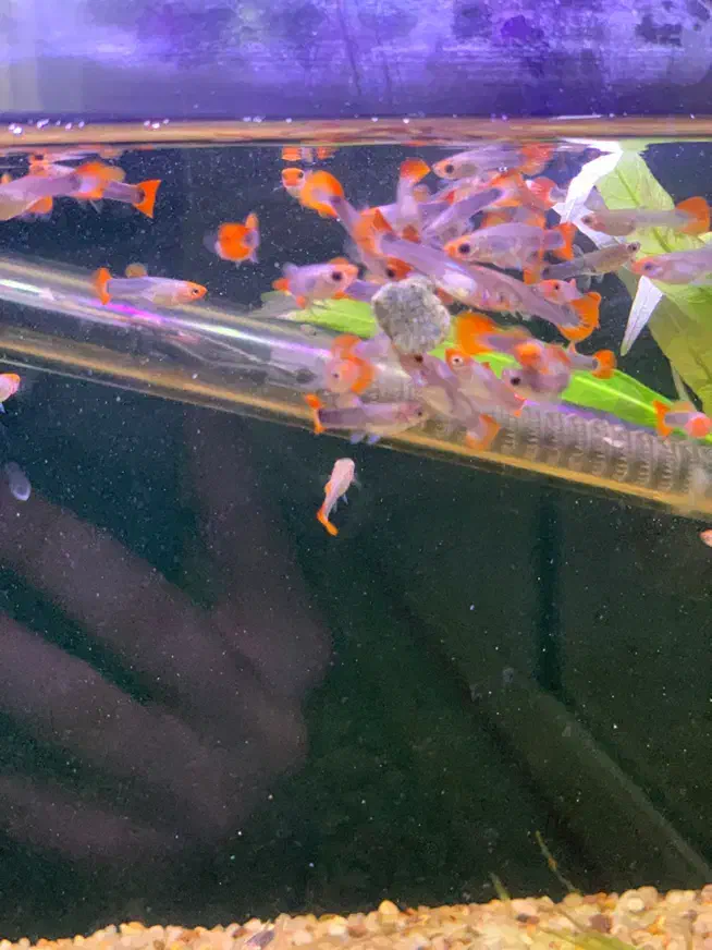 بچه گوپی توکسیدو|ماهی|اردبیل, |دیوار