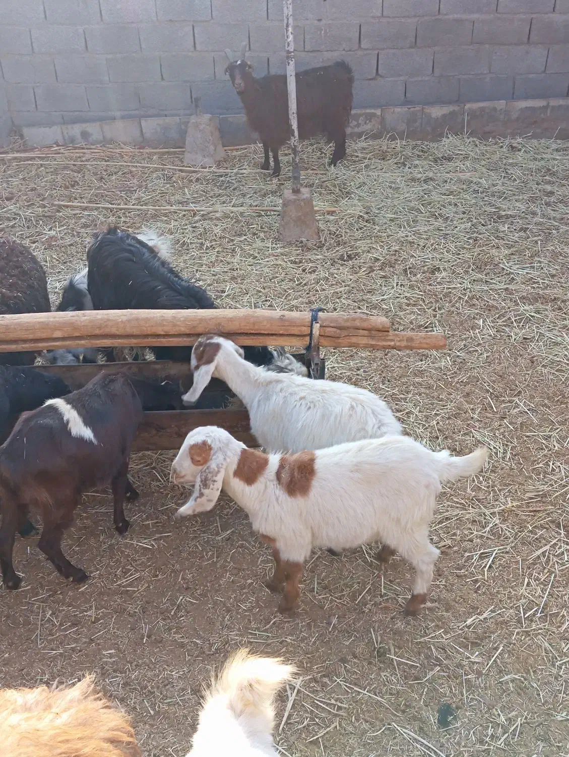 بز بزغاله|حیوانات مزرعه|جعفرآباد, |دیوار