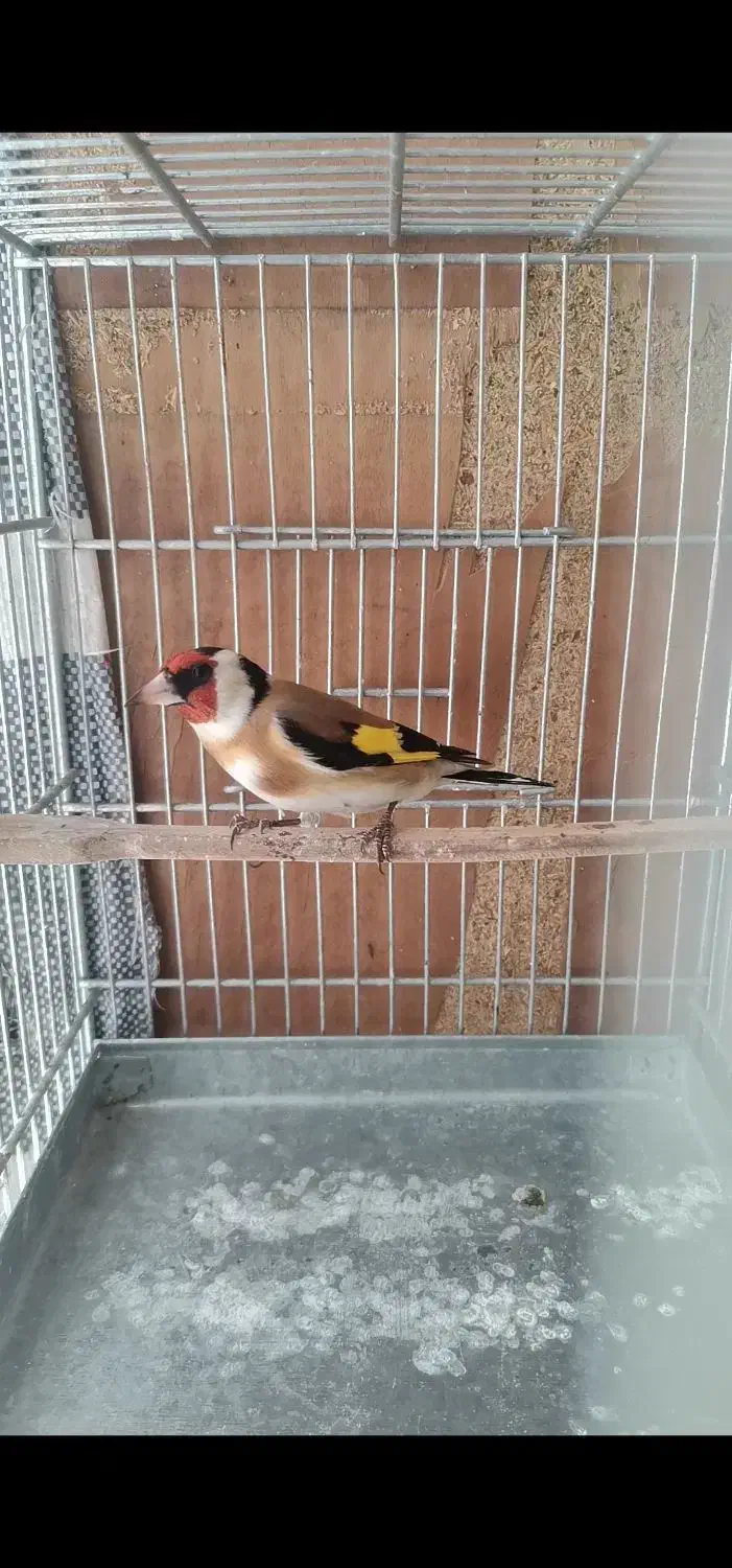 سهره نر|پرنده|خوی, |دیوار