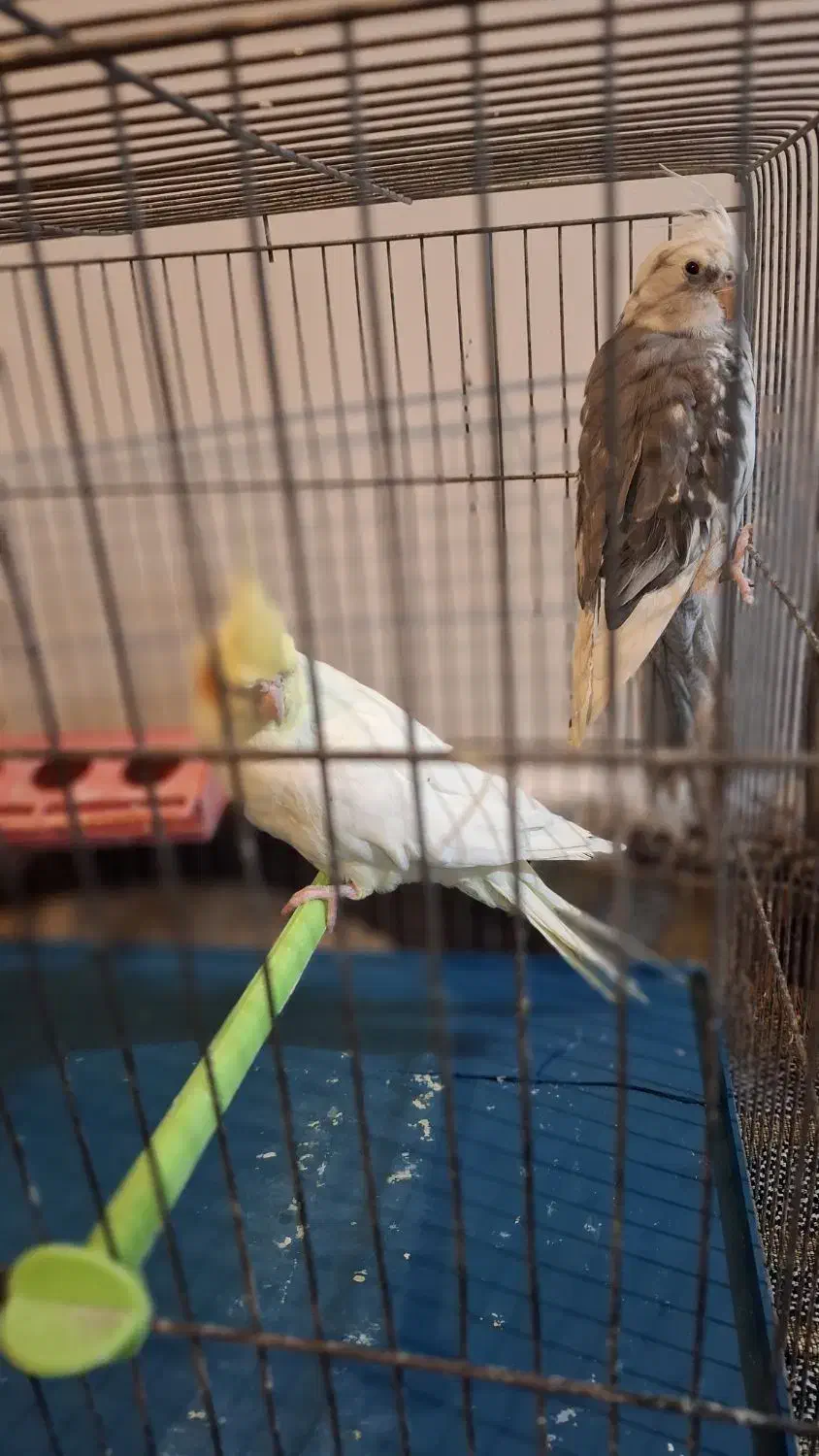 یک جفت عروس هلندی|پرنده|اردبیل, |دیوار