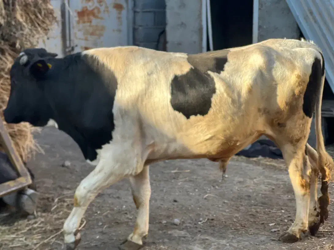 گاو نر نژاد سیمینتال|حیوانات مزرعه|مشگین شهر, |دیوار