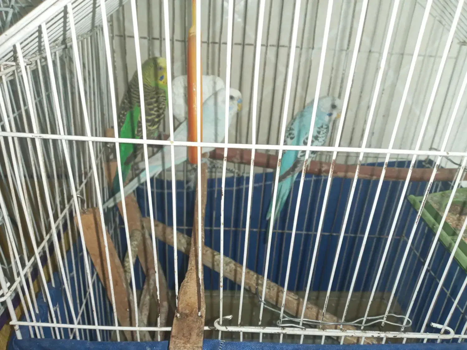 سه تا مرغ عشق|پرنده|تهران, امامت|دیوار