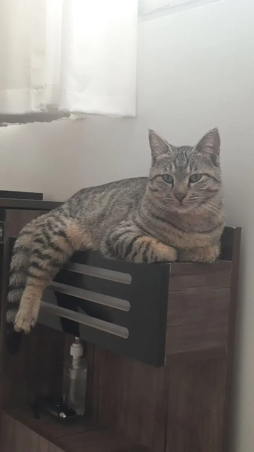 گربه گمشده|حیوانات|اصفهان, نقش جهان|دیوار