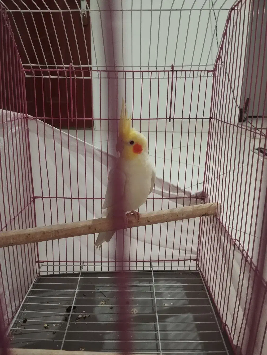 عروس هلندی لوتینو نر|پرنده|تهران, جوادیه تهرانپارس|دیوار