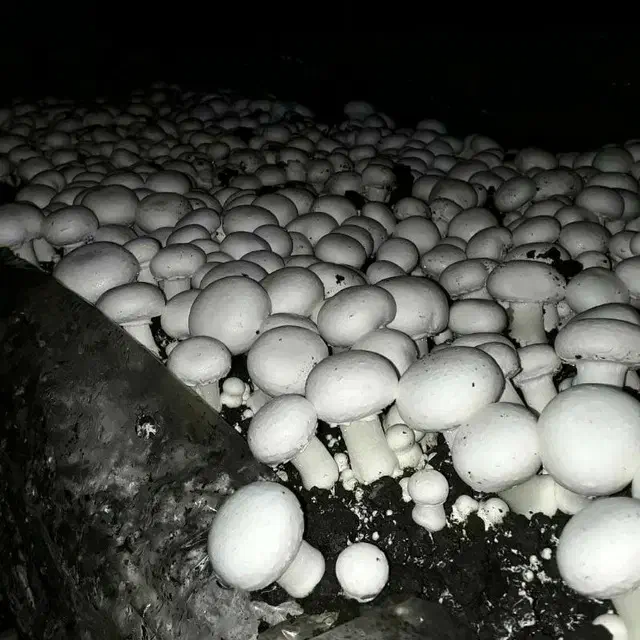 کارگاه پرورش قارچ|اجارهٔ دفتر صنعتی، کشاورزی، تجاری|پاسارگاد, |دیوار