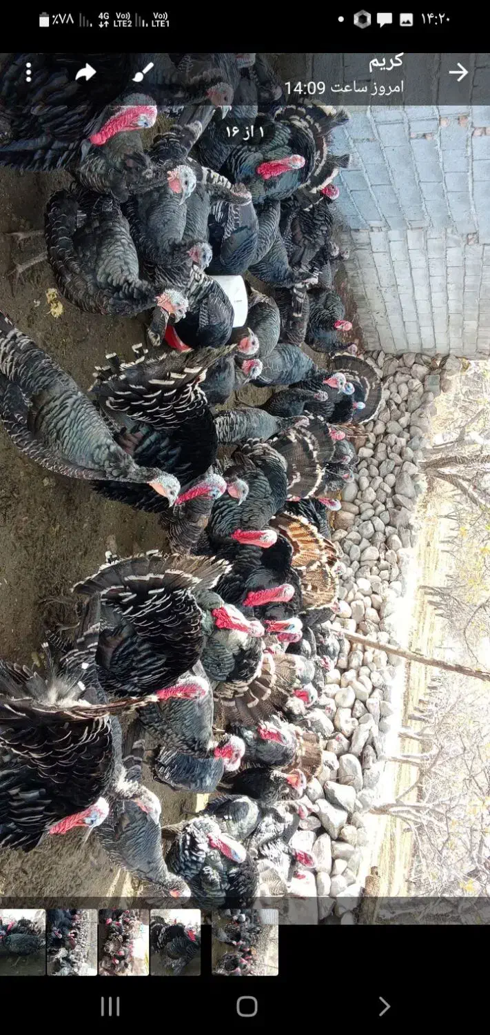 بوقلمون طبیعی|حیوانات مزرعه|مشگین شهر, |دیوار