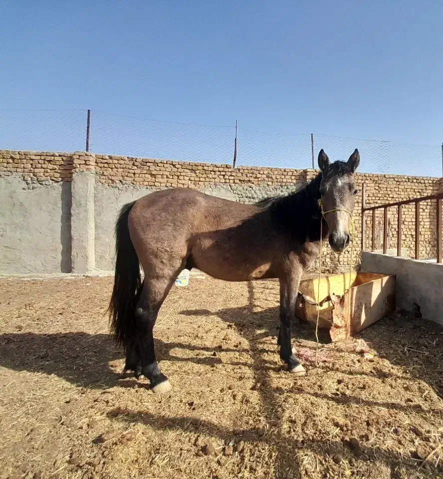 کره اسب نریان|اسب و تجهیزات اسبسواری|قوچان, |دیوار