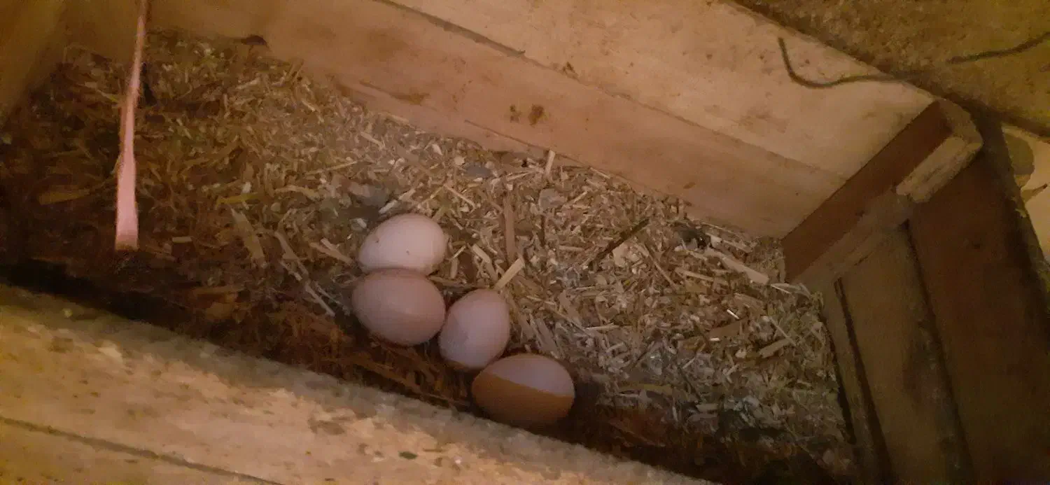 تخم مرغ سلطان اصل نطفه دار (خروس مرغ گیر جوان)|حیوانات مزرعه|کهک, |دیوار