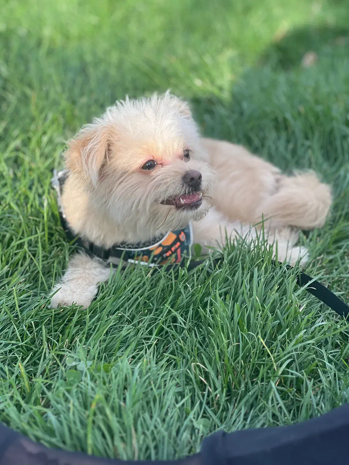 پامر ماده یکساله|سگ|تهران, پرستار|دیوار