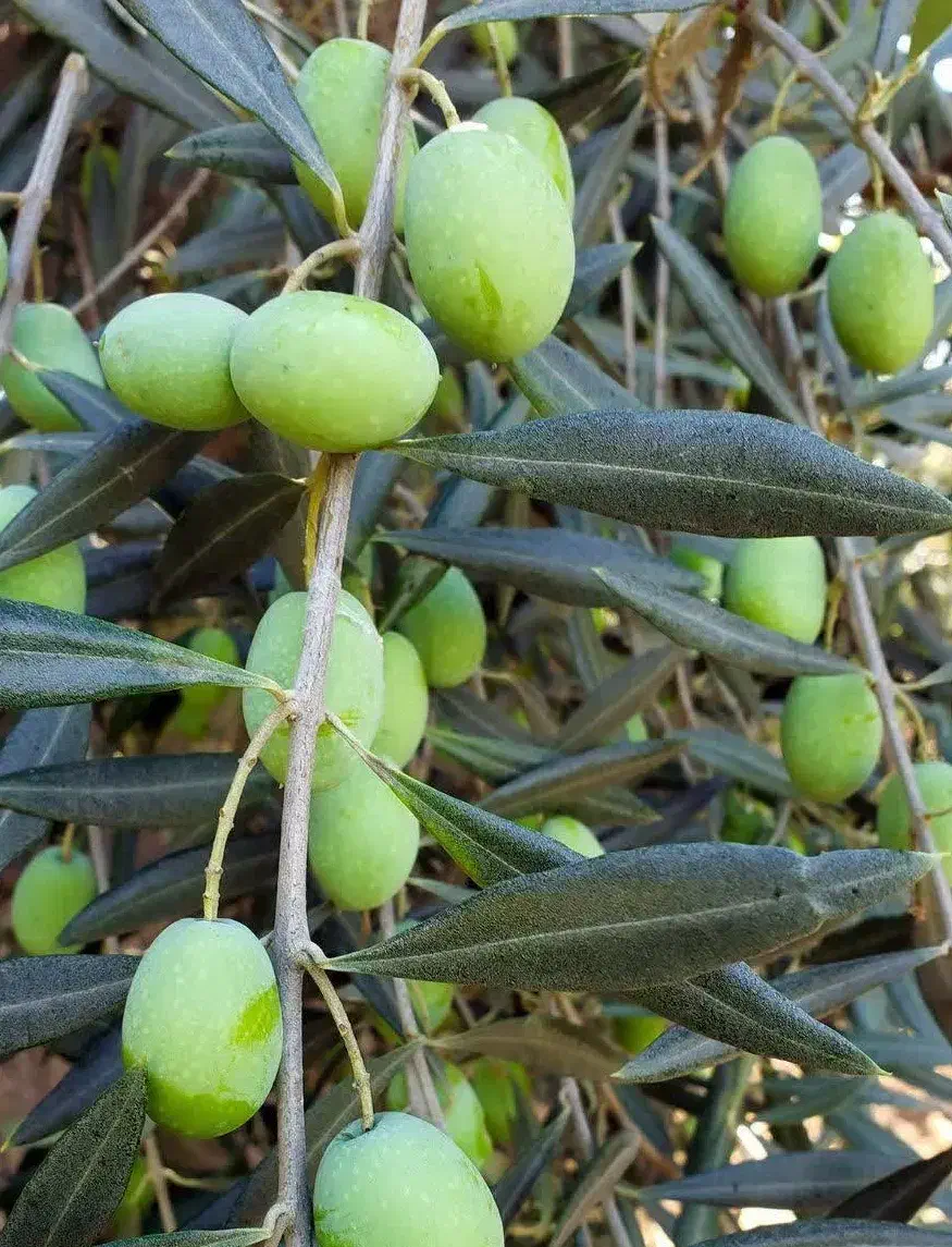 عرضه نهال زیتون خوشه ای درشت دیرگل|خدمات باغبانی و درختکاری|اقبالیه, |دیوار